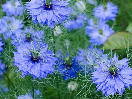 La NIGELLE, une plante bénie.